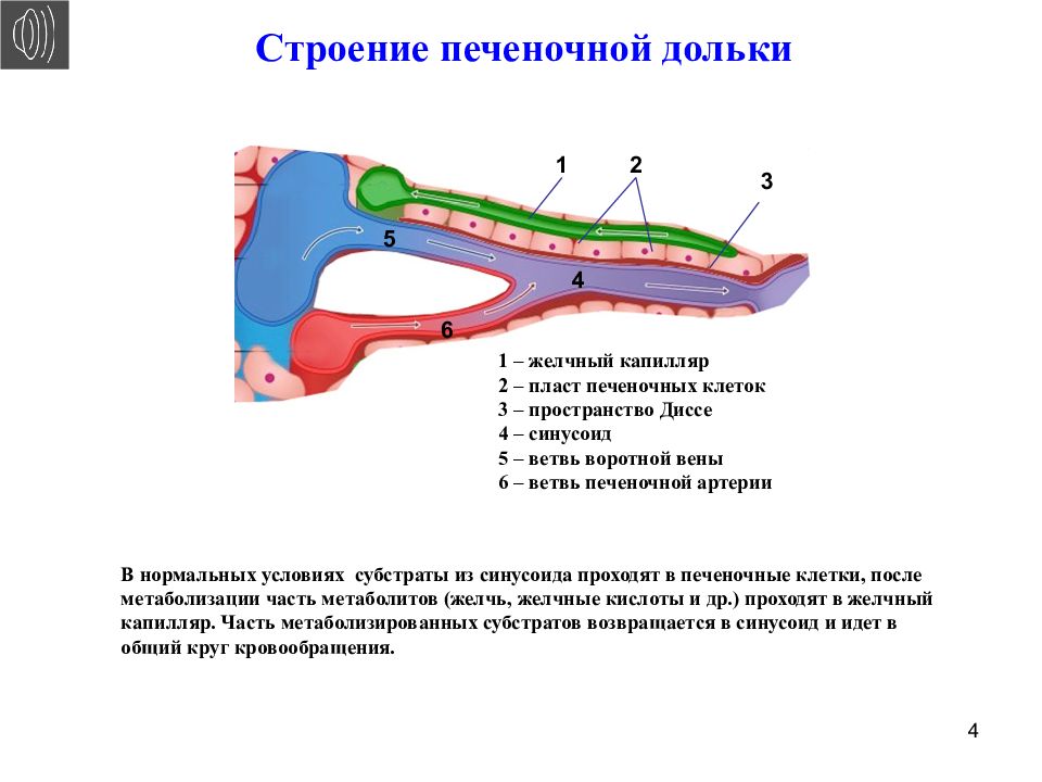 Гнойный холангит презентация