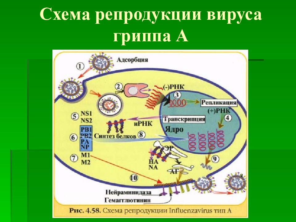 Схема репродукции герпесвируса