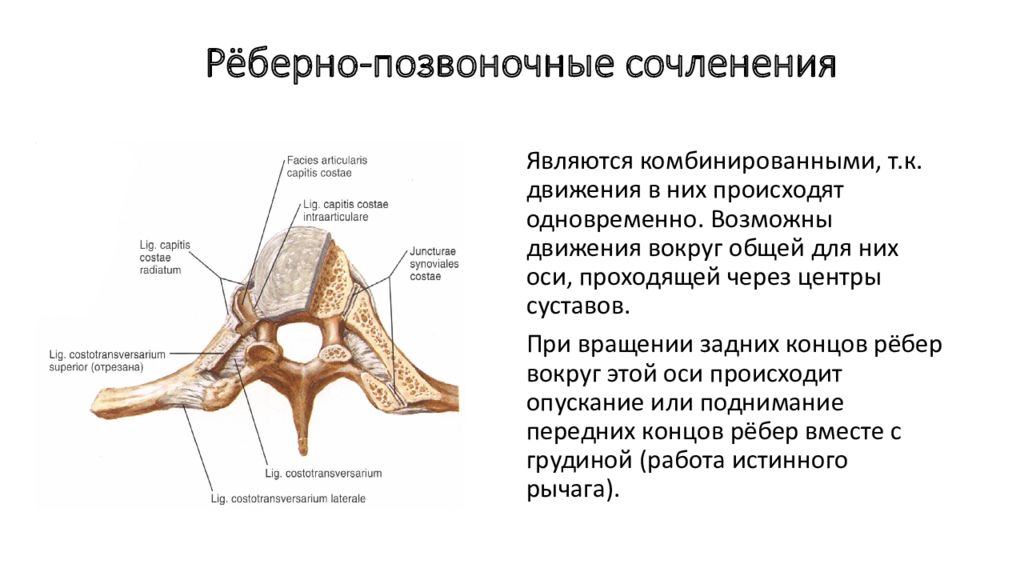 Грудино реберный сустав. Реберно Позвоночный сустав характеристика. Ребенопозвончные сставы. Реберно Позвоночный сустав артроз. Реберно позвоночные суставы форма сустава.