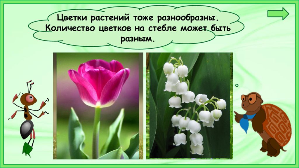 Растения презентация 1 класс. Растения презентация разные. Растение 1 класс школа России презентация. Что общего у разных растений презентация. Урок в 1 классе что общего у разных растений.