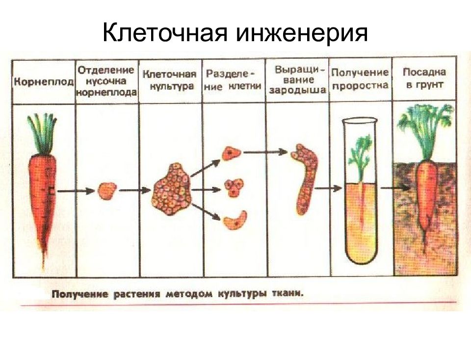 Презентация по клеточной инженерии