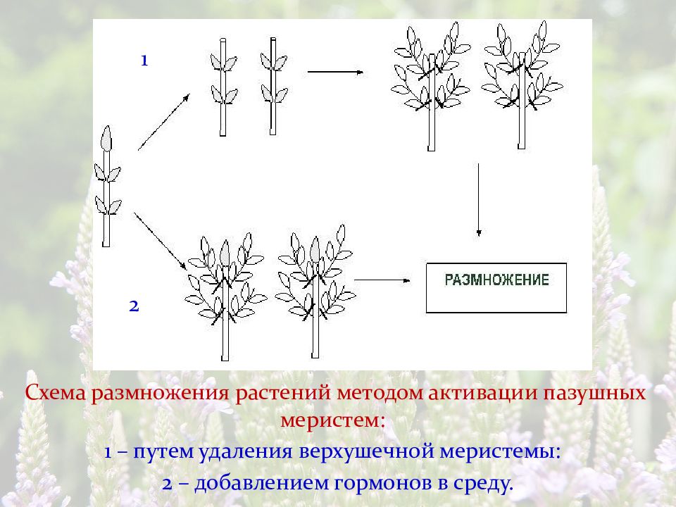 Этапы микроклонального размножения. Микроклональное размножение схема. Микроклональное размножение моркови схема. Схема микроклонального размножения растений. Схема размножения цветка.