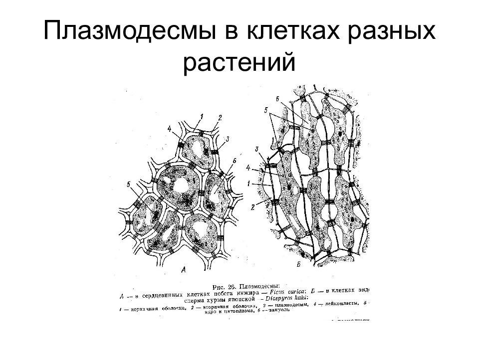 Клетки разных растений. Строение плазмодесмы растительной клетки. Клетка растений плазмодесмы. Плазмодесмы и десмосомы. Плазмодесмы это ботаника.