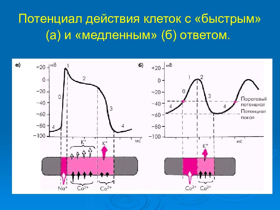 Частота потенциала действия. Потенциал действия клетки. График потенциала действия. Потенциал действия клеток с медленным ответом.