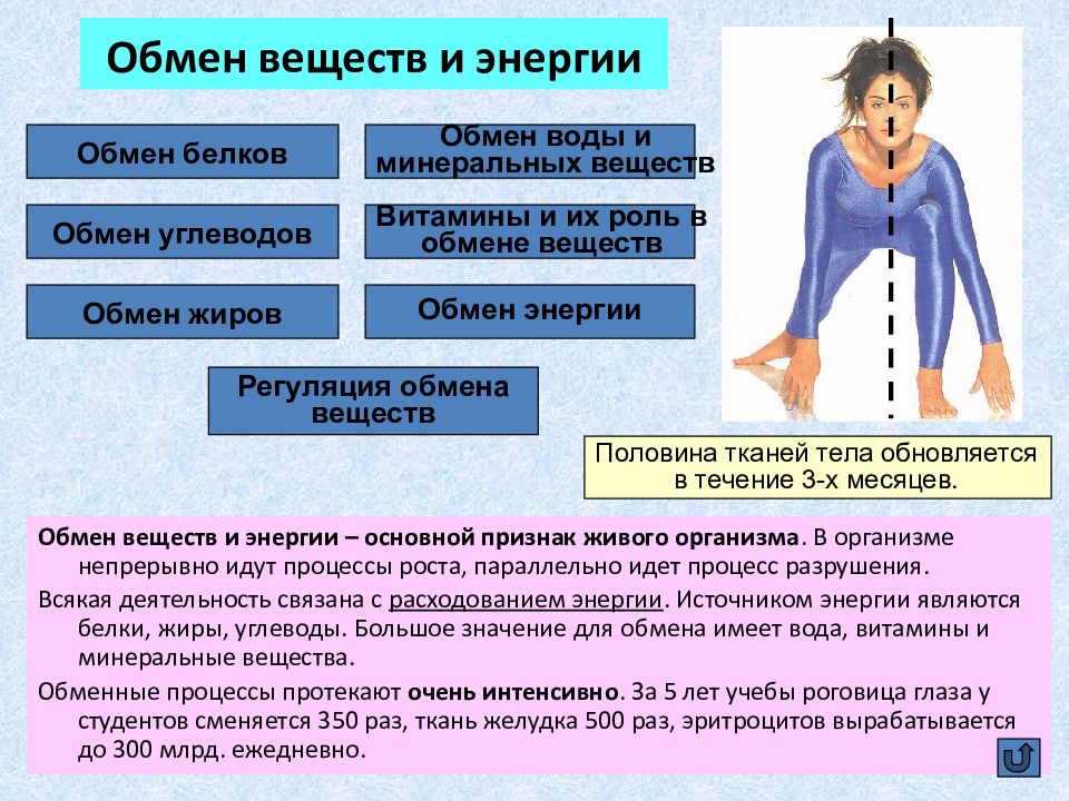 В процессе изменения происходит. Где наиболее интенсивно протекают процессы обмена веществ?. Обмен веществ. Регуляция обмена энергии. Процессы обмена в организме.