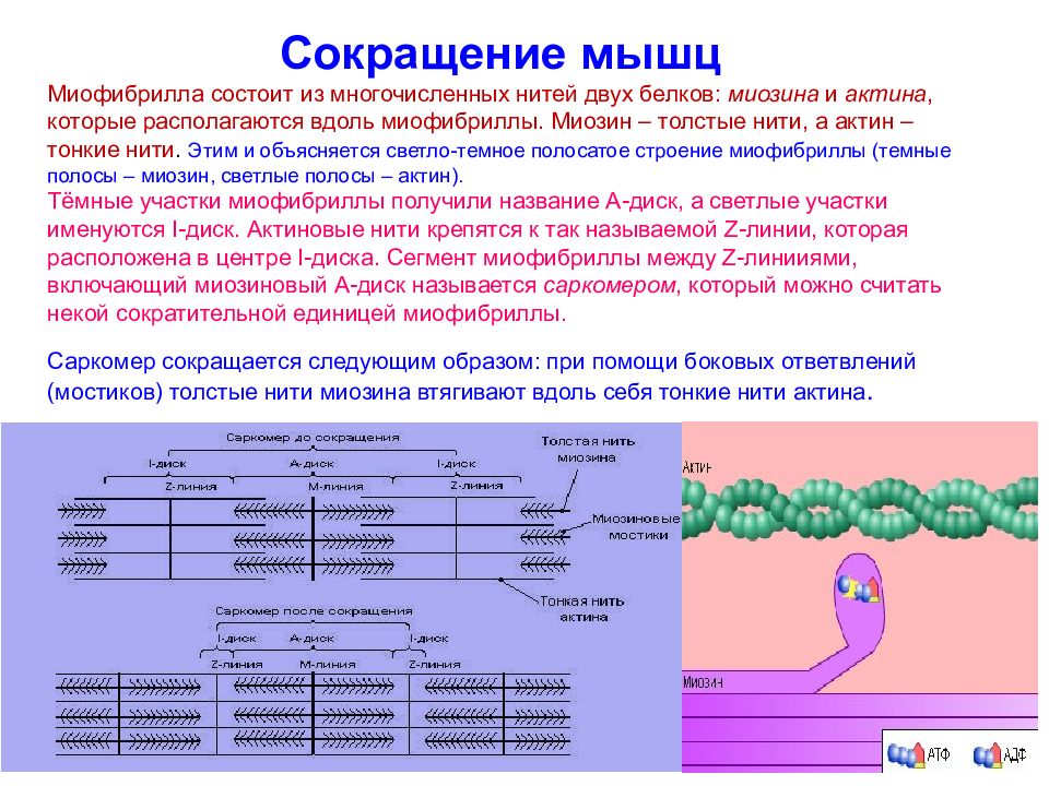 Сокращение актина и миозина. Саркомер миофибриллы. Механизм сокращения мышечного волокна актин и миозин. Схема мышцы — ..... — Нити- миофибриллы. Механизм сокращения сократительных белков.