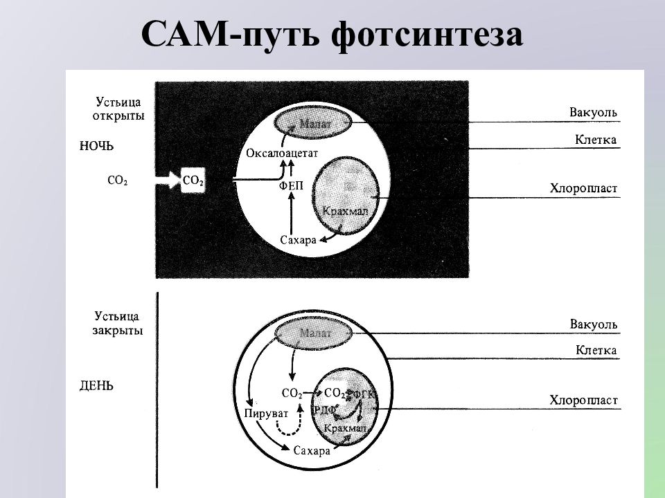 Сам путь фотосинтеза схема