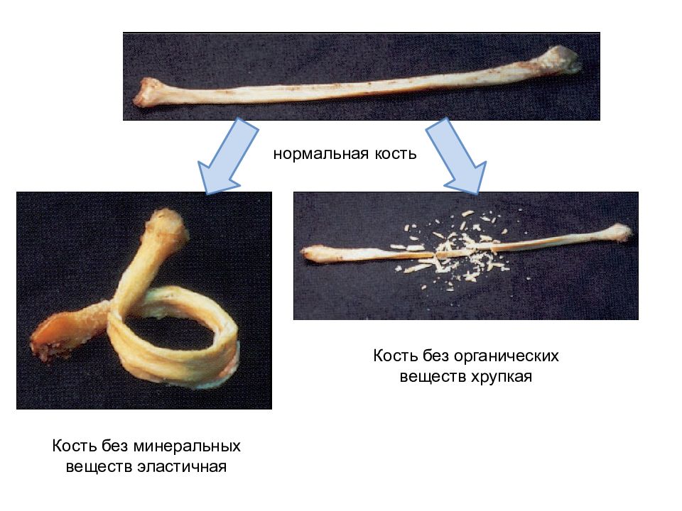 Эксперимент костями. Кость без Минеральных веществ. Декальцинированная кость. Кость без органических веществ. Декальцинированная и прокаленная кость.