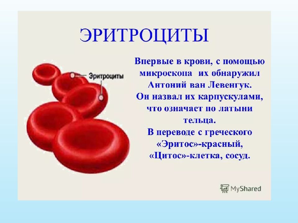 Посмотрите на изображение эритроцитов в разной среде в каком растворе находятся эритроциты на первом