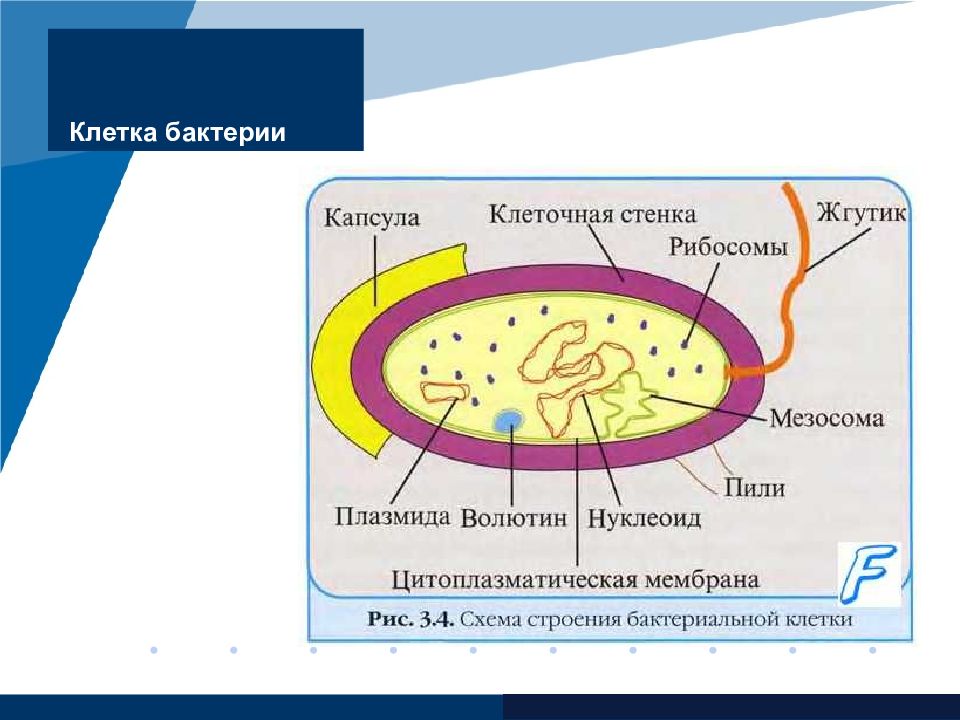 Клеточная стенка царство. Строение клетки бактерии мезосомы. Мезосома бактериальной клетки строение. Строение бактериальной клетки без подписей. Мезосомы бактерий строение.