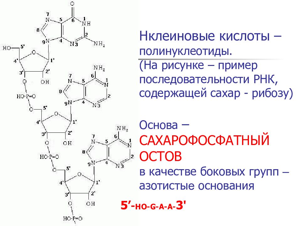 Схема строения какого вещества изображена на рисунке азотистое основание рибоза