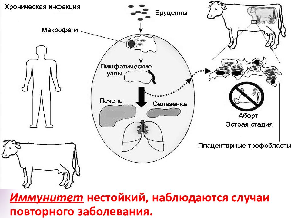 Листериоз животных презентация