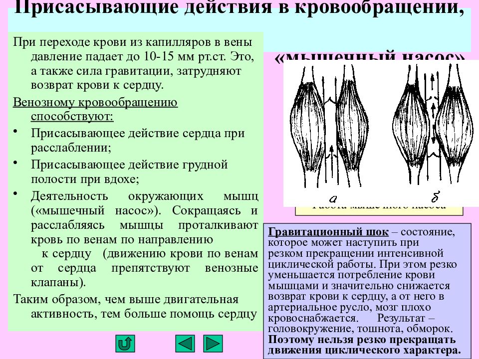 венознo мышечные насосы. мышечный насос это. мышечный насос это. венозный мышечный и дыхательный насосы. механизм мышечного насоса.