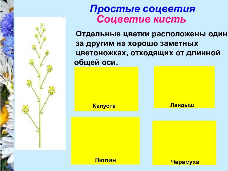 Значение цветов и соцветий. Соцветие кисть капуста. Соцветие кисть это совокупность цветков которые. Полевой цветок соцветие кисть. Характеристика соцветия кисть.