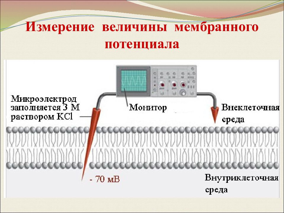 Измерение потенциалов. Микроэлектродный метод измерения мембранного потенциала. Способы измерения мембранного потенциала. Методы исследования мембранных потенциалов. Методики исследования мембранных потенциалов.