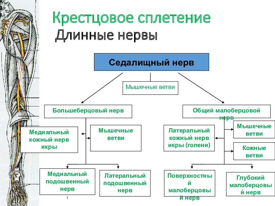 Ветви седалищного нерва схема