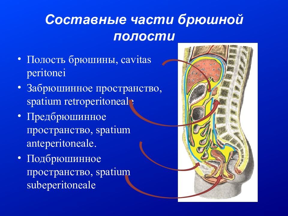 Брюшная полость это. Пространства полости брюшины. Брюшная полость и полость брюшины. Брюшной полости и забрюшинного пространства. Брюшина и забрюшинное пространство.