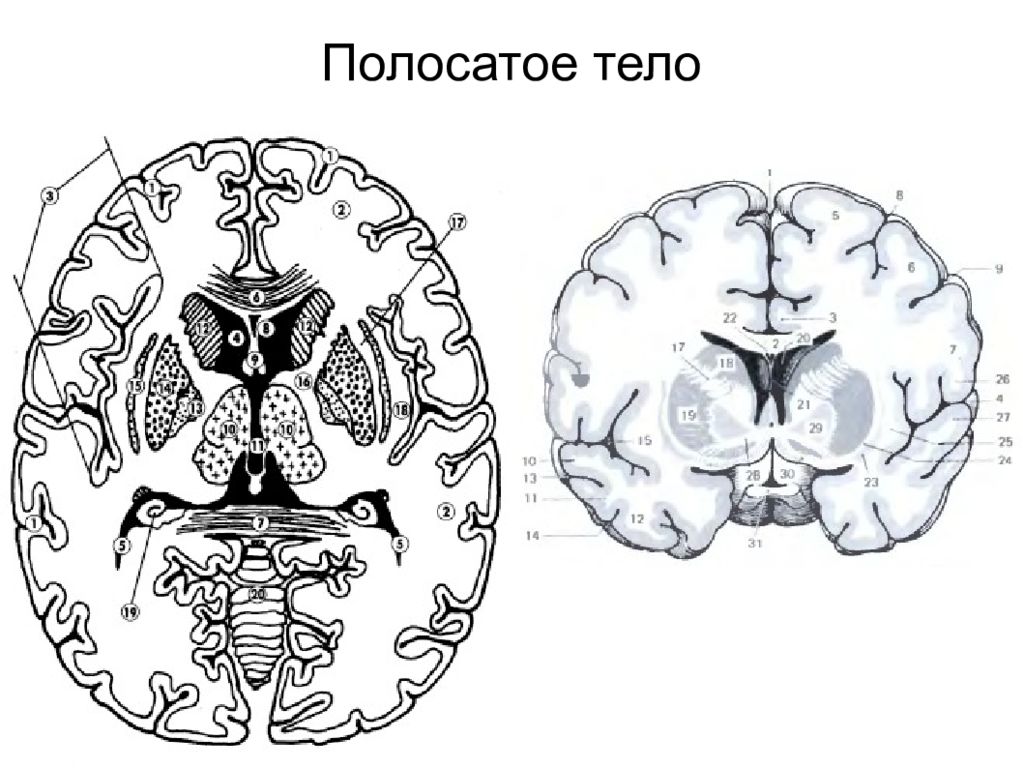 Полосатое тело мозга. Полосатое тело состоит из. Полосатое тело где находится. Поражение полосатого тела.