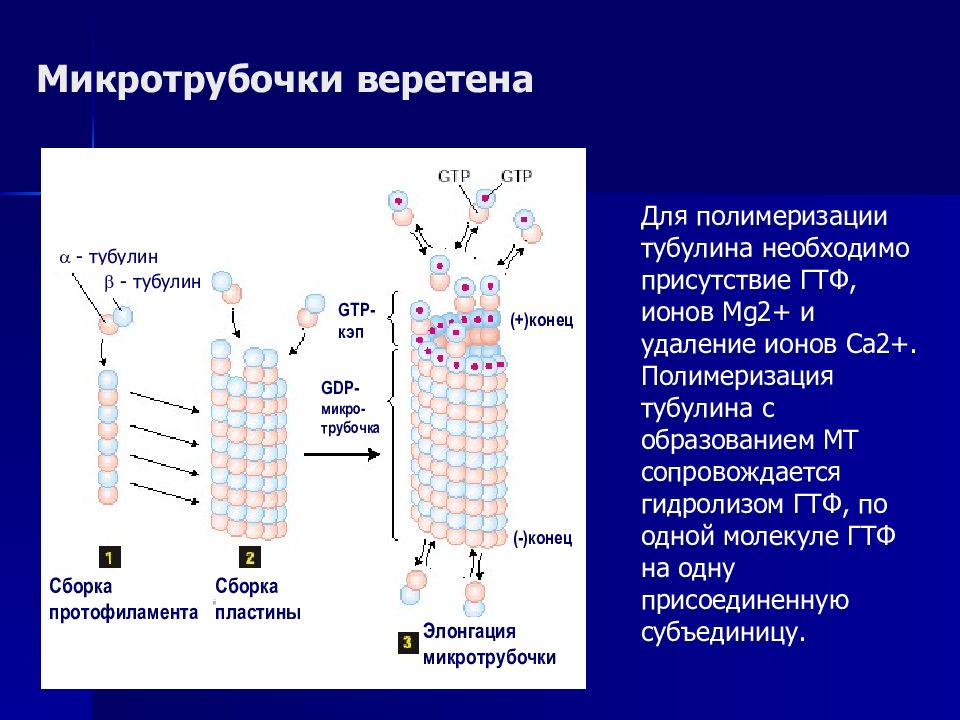 Микротрубочки. Микротрубочки тубулин. Сборка микротрубочек. Тубулин белок функция.