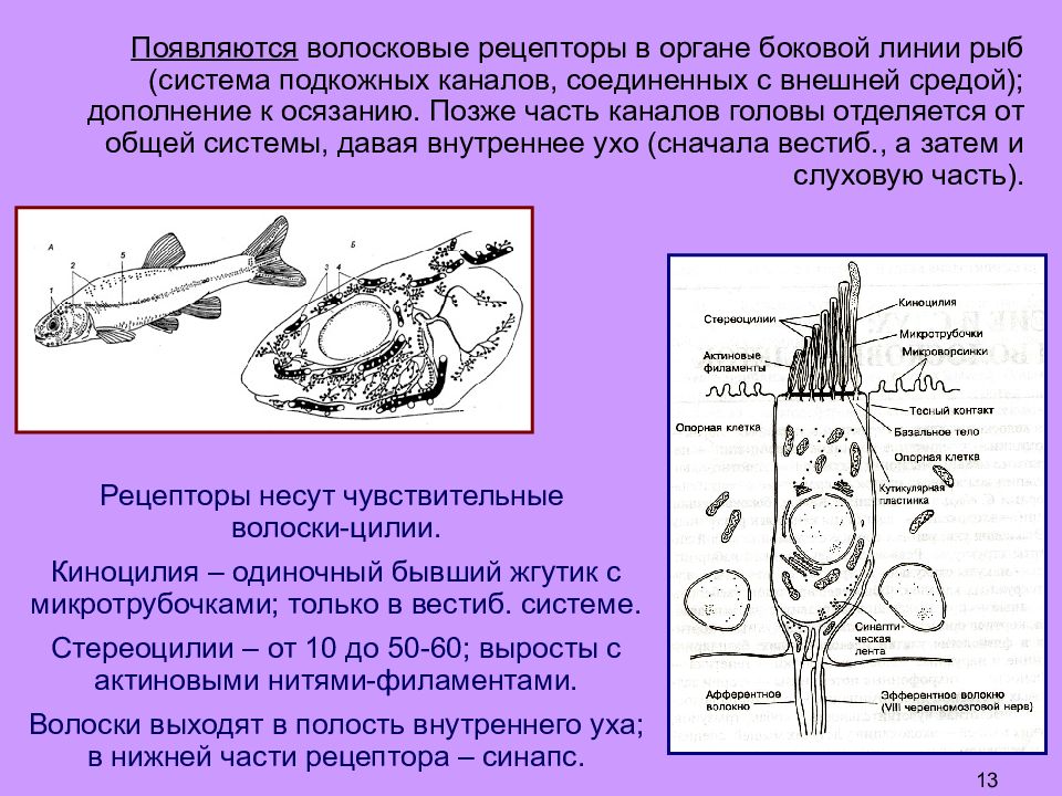 Происхождение было ответом. Волосковые рецепторы внутреннего уха. Органы боковой линии. Волосковые клетки внутреннего уха. Система внутреннего уха рыб.