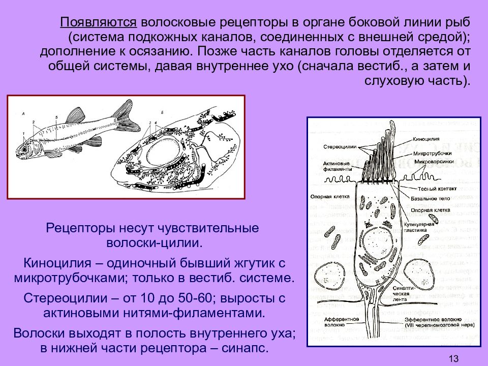 Где расположены рецепторы позволяющие изображенному на рисунке гимнасту выполнять данные упражнения