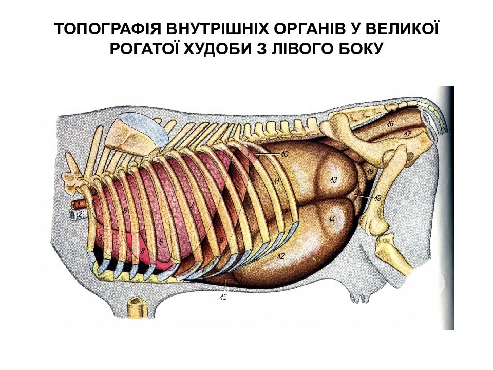 Расположен над. Топография органов коровы. Топография органов грудной полости коровы. Органы брюшной полости животных. Топография органов грудной и брюшной полости КРС.