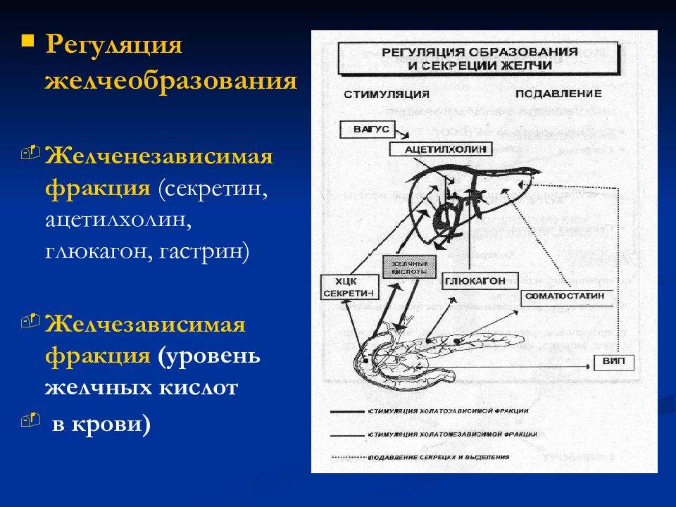 Регуляция желчи. Регуляция желчеобразования. Регуляция желчевыделения физиология. Рефлекторная дуга регуляции желчеобразования и желчевыделения. Регуляция процесса всасывания