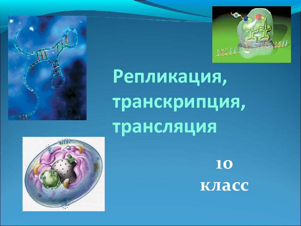 Репликация, транскрипция, трансляция