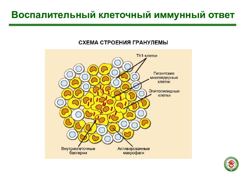 Адаптивный ответ. Воспалительный т-клеточный иммунный ответ формирование гранулемы. Воспалительный иммунный ответ клетки. Клеточный воспалительный иммунитет. Клеточный адаптивный иммунный ответ.