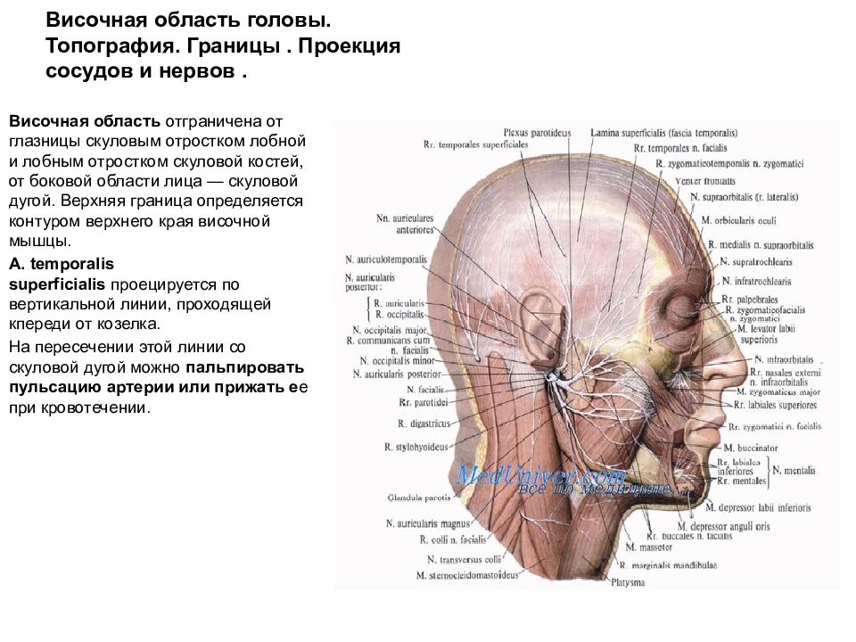 Затылок область. Иннервация мозгового отдела черепа. Височная область головы топография. Мозговой отдел головы топографическая анатомия височная область. Кровоснабжение и иннервация височной области.