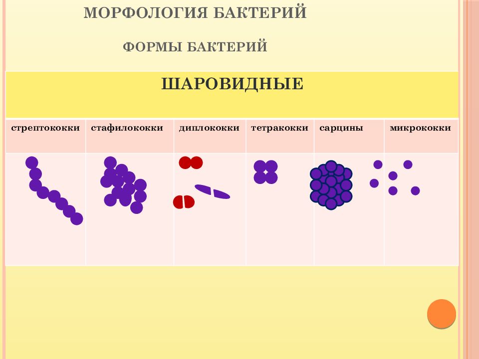 Рисунок морфология бактерий