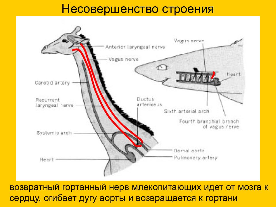 Гортанный. Жираф возвратно-гортанный нерв. Возвратный гортанный нерв у человека. Блуждающий нерв у жирафа. Возвратный гортанный нерв у жирафа.