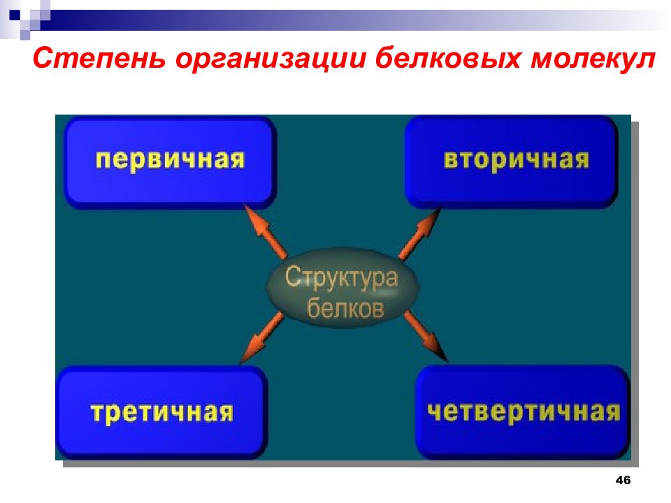 Белки и пептиды презентация