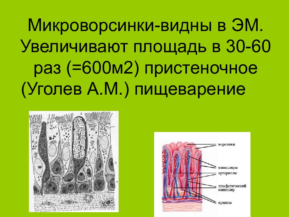 600 раз. Строение микроворсинки гистология. Строение микроворсинок гистология. Микроворсинки животной клетки. Цитоскелет микроворсинок.