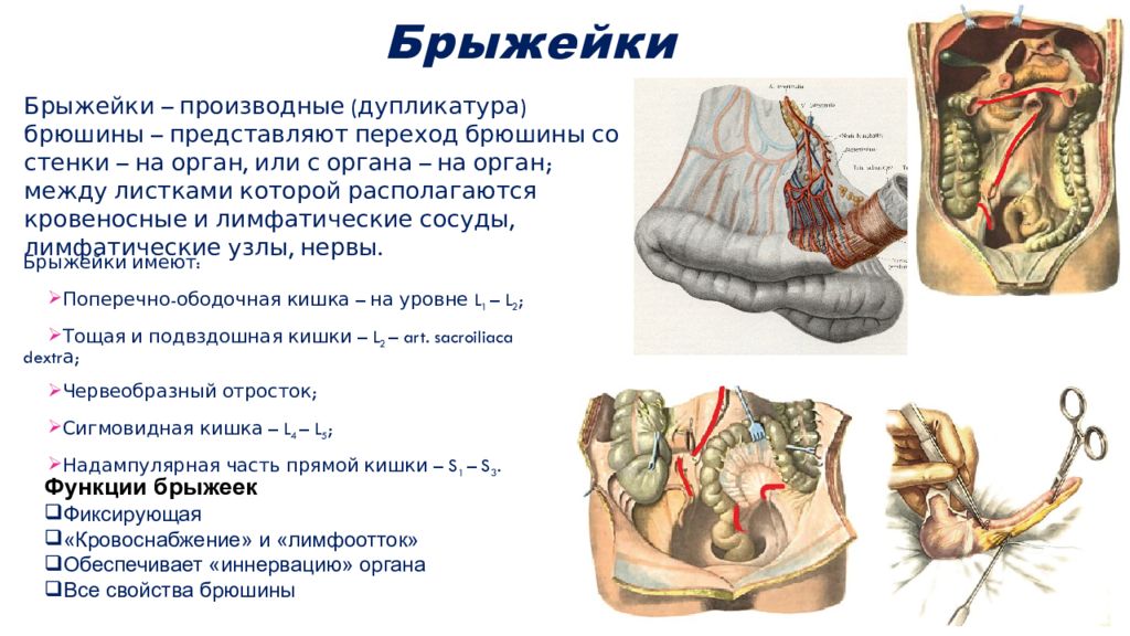 Границы забрюшинного пространства топографическая анатомия