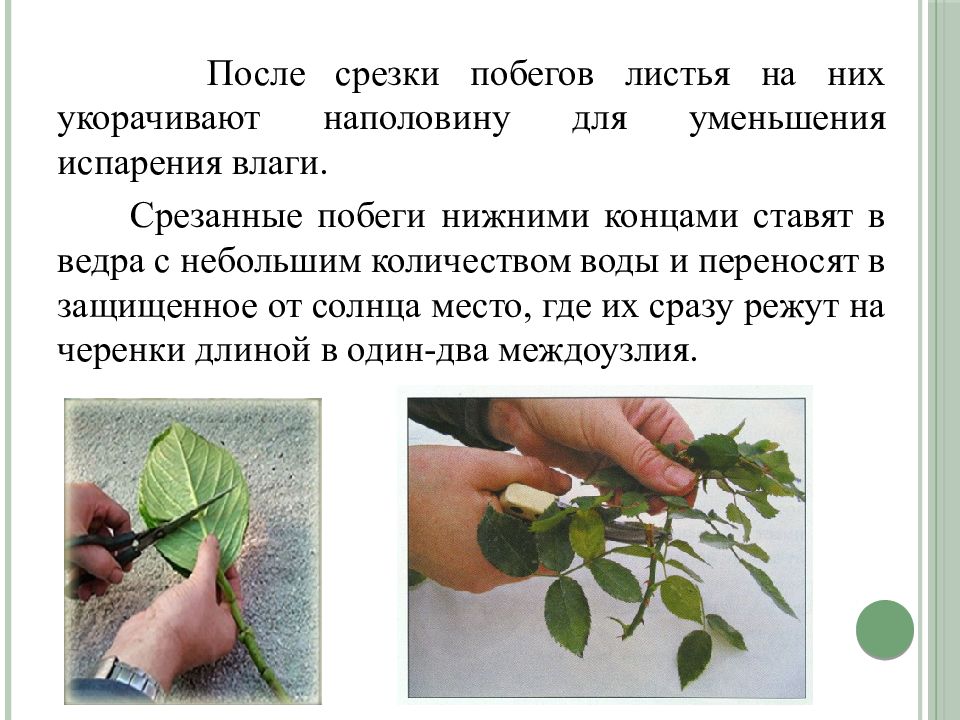 испарение с поверхности почвы. приспособление растений к уменьшению испарения. температурные приспособления растений. уменьшение испарения влаги. влага в почве.