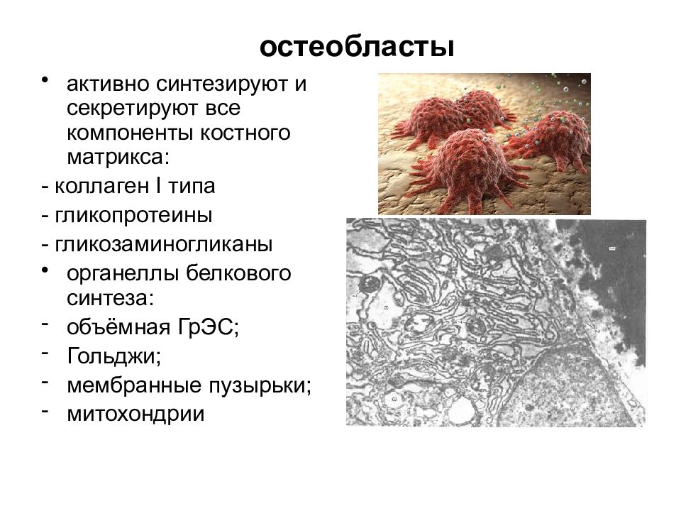 Костные клетки. Остеобласт органеллы. Характерные органеллы остеобластов. Активные остеобласты. Остеобласты синтезируют.