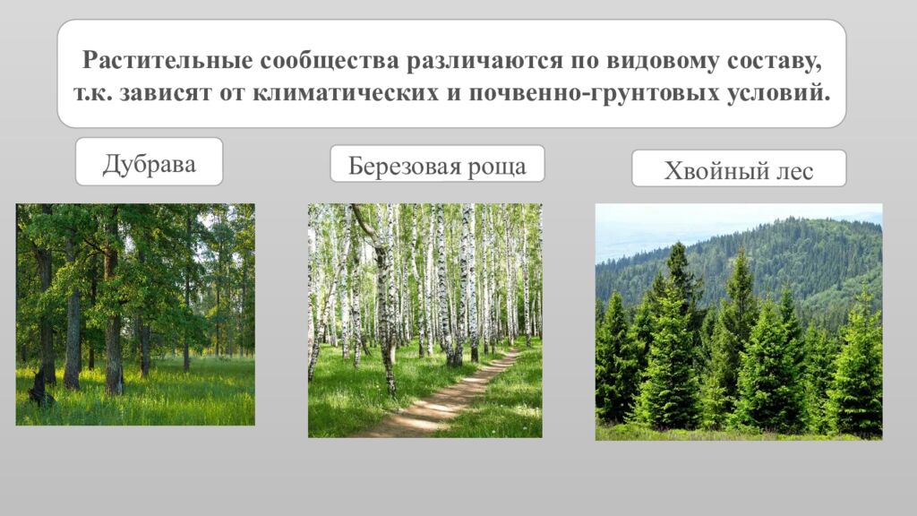 Структура растительного сообщества