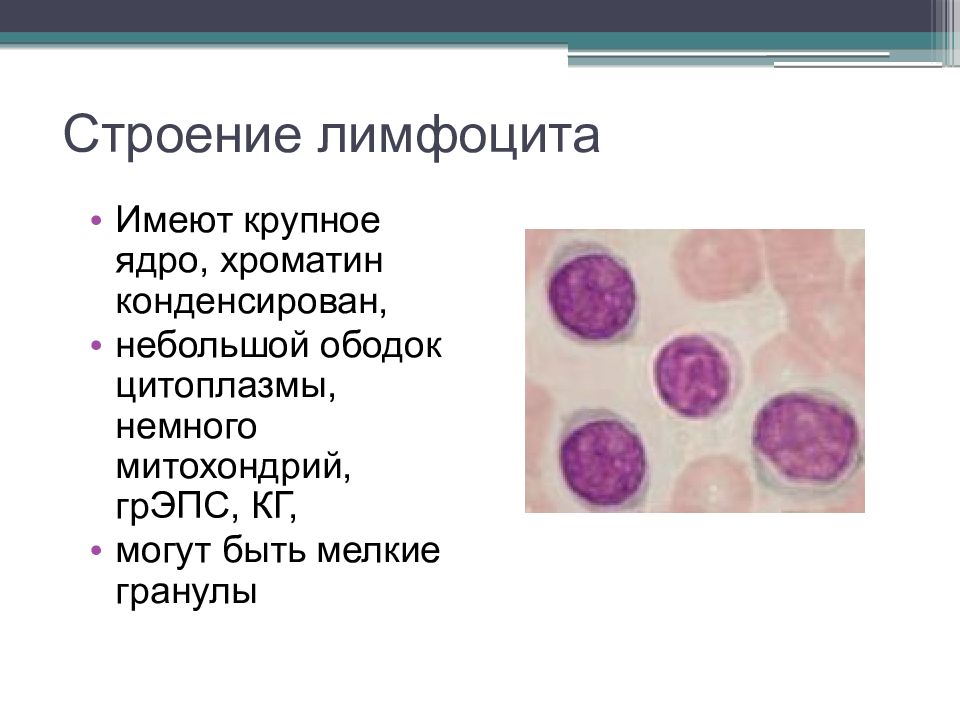 Лимфоциты структура. Лимфоциты строение. Лимфоциты в крови строение и функции. Лимфоциты описание строения. Строение б лимфоцитов.