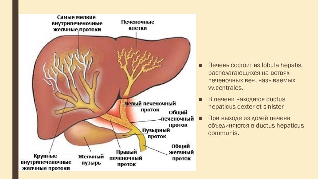 Общий печеночный. Внутрипеченочные протоки. Внутрипеченочные желчевыводящие протоки. Левый печеночный проток. Печень состоит из.