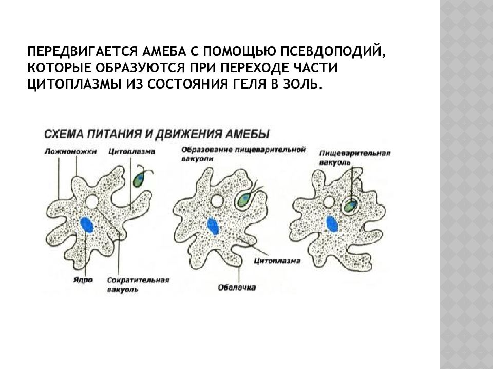 На рисунке изображен процесс в ходе которого псевдоподии клетки обволакивают твердую