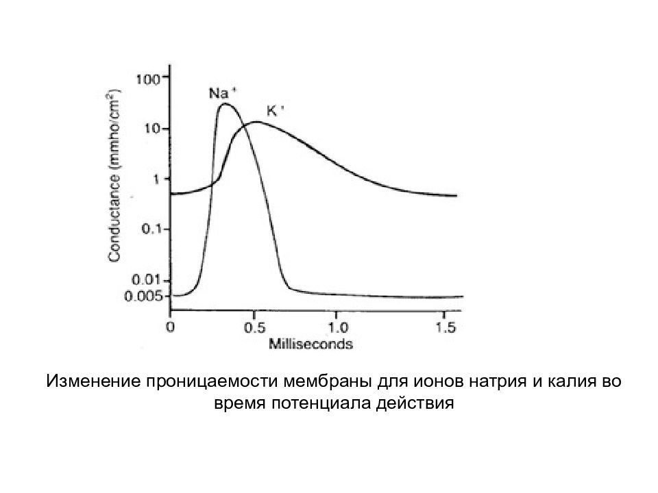 Время пд. Проницаемость мембраны для натрия калия. Изменение проницаемости клеточных мембран. Проницаемость мембраны для различных ионов. Изменение проницаемости клеточной мембраны при возбуждении.