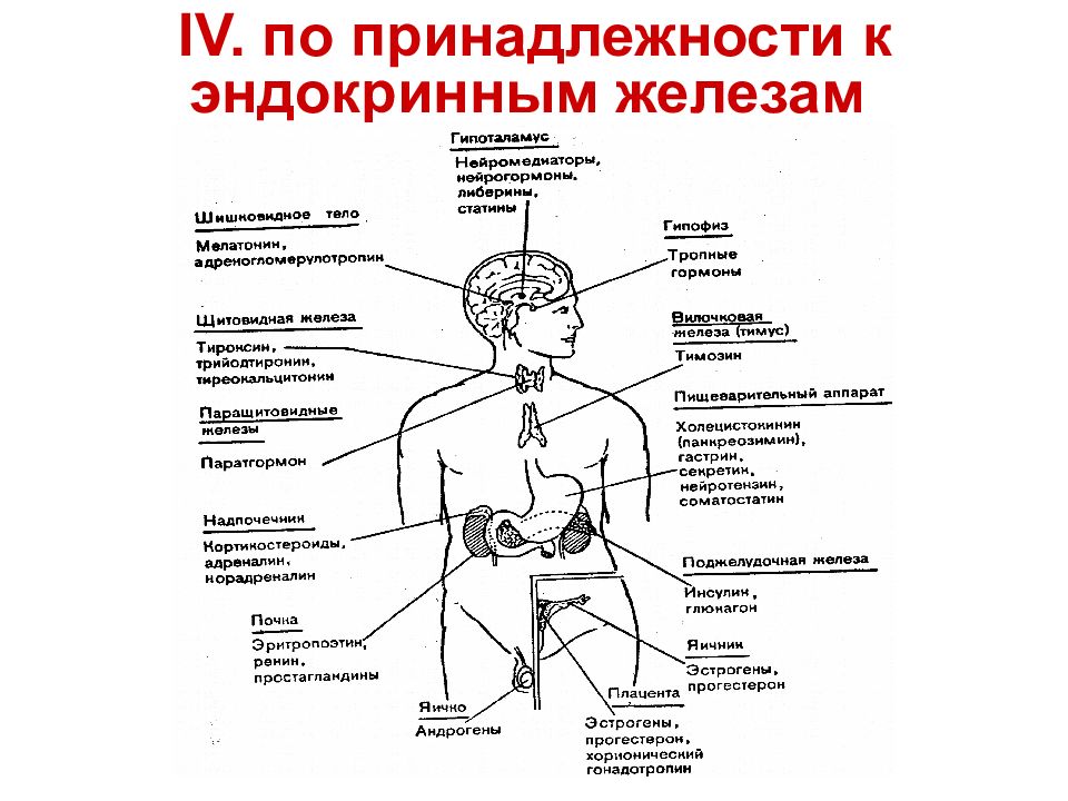 Эндокринные железы внутренней секреции. Бранхиогенные железы внутренней секреции. Железы внутренней секреции на латинском. Железы внутренней секреции рыб. К эндокринным железам относятся.