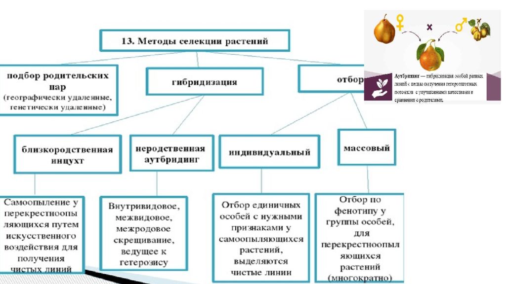 Биологические методы исследования. Частные методы биологии таблица. Методы исследования в биологии 5 класс таблица. Методы биологических исследований таблица. Какие бывают методы в биологии.