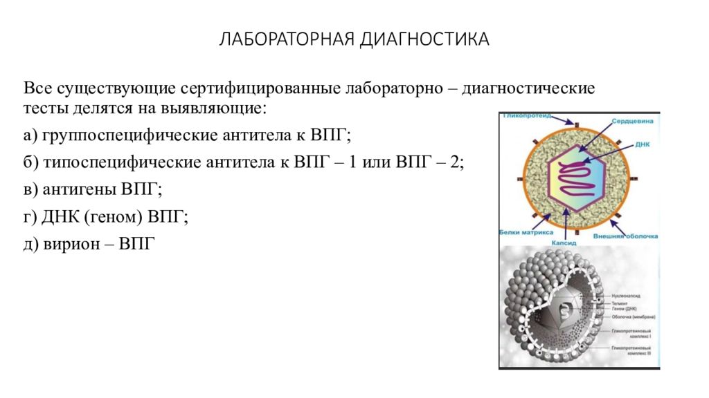 Впг бесплатный. Вирус простого герпеса антигены. Вирус простого герпеса антигенная структура. Вирус простого герпеса относят к. Лабораторная диагностика вируса герпеса.