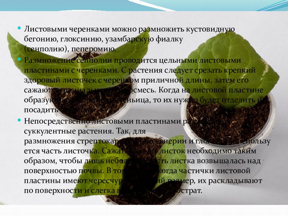 бегония ампельная корневая. клубневая бегония размножается листом. вегетативное размножение бегонии. вегетативное размножение листовыми черенками. сенполия глоксиния бегония размножается.