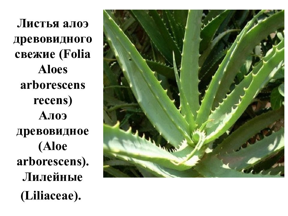 Столетник свойства. Алоэ древовидного листья (Aloes arborescens Folia). Алоэ Лилейные. Алоэ древовидное Сабур столетник.