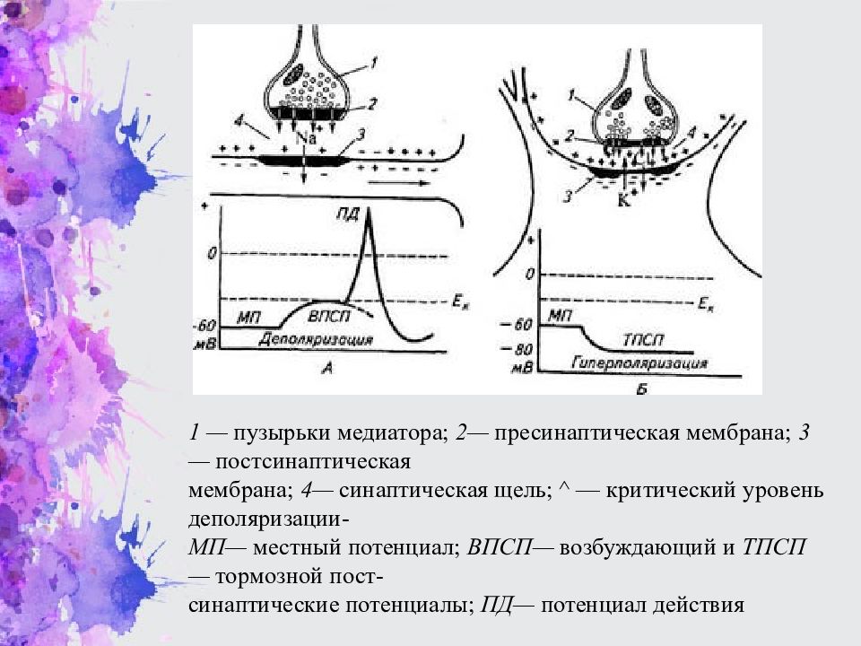 Опишите общую схему возникновения и проведения нервного импульса