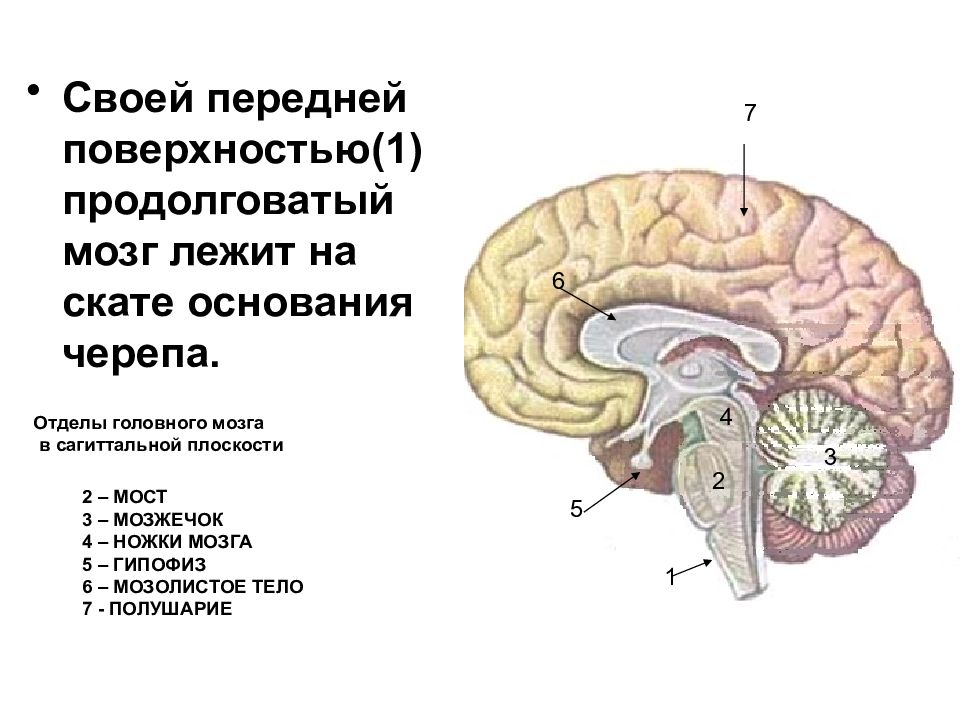 Функции продолговатого мозга 8 класс биология. Медиальная петля продолговатого мозга. Продолговатый и задний мозг. Головной мозг продолговатый мозг. Продолговатый мозг строение и функции.