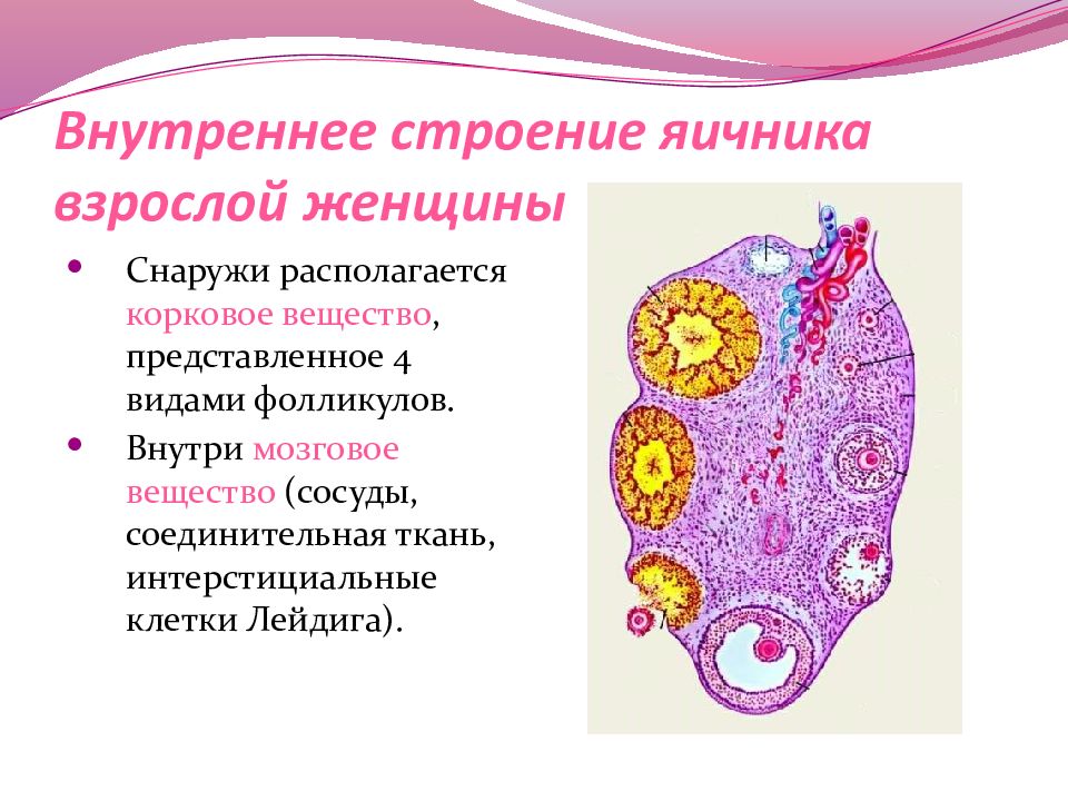 Анатомия яичника. Строение яичника женщины анатомия. Внутреннее строение яичника анатомия. Яичник анатомия строение внешнее. Внешнее и внутреннее строение яичника.
